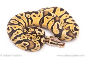 firefly scaleless head ball python for sale