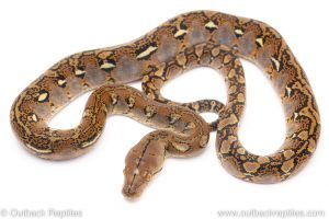 graniteback reticulated python for sale