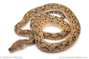 platinum reticulated python for sale
