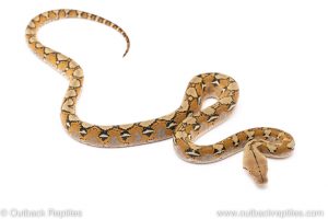 platinum reticulated python for sale