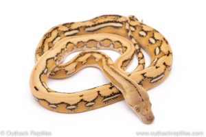 platinum tiger reticulated python for sale