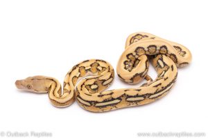 platinum tiger reticulated python for sale