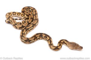 Tiger reticulated python for sale