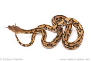 tiger reticulated python for sale