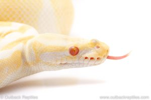 albino ball python for sale