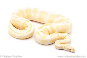 albino ball python for sale