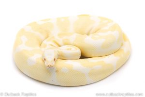 albino ball python for sale