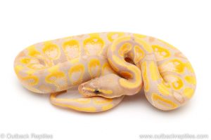 banana ball python for sale