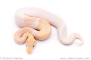 Banana pied ball python for sale