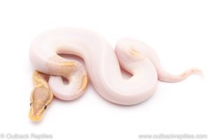 banana pied ball python for sale