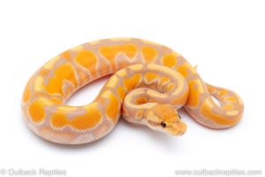 banana cinnamon enchi het clown ball python for sale