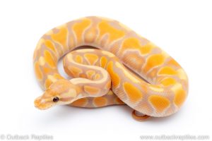 banana cinnamon enchi het clown ball python for sale