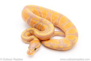 banana het pied ball python for sale