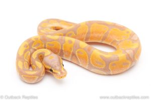 banana het pied ball python for sale