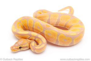 banana het pied ball python for sale