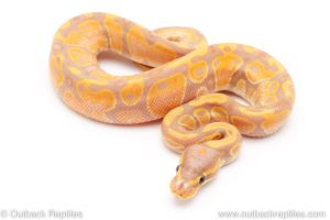 banana het pied ball python for sale