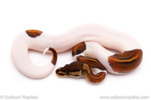 Black pastel pied ball python for sale
