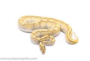 butter enchi ghost ball python for sale