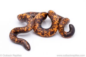 calabar python for sale