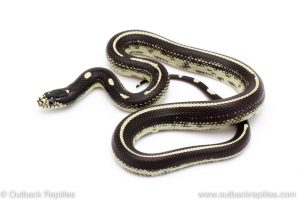 California Kingsnake for sale