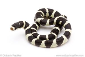 California Kingsnake for sale