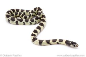 California Kingsnake for sale