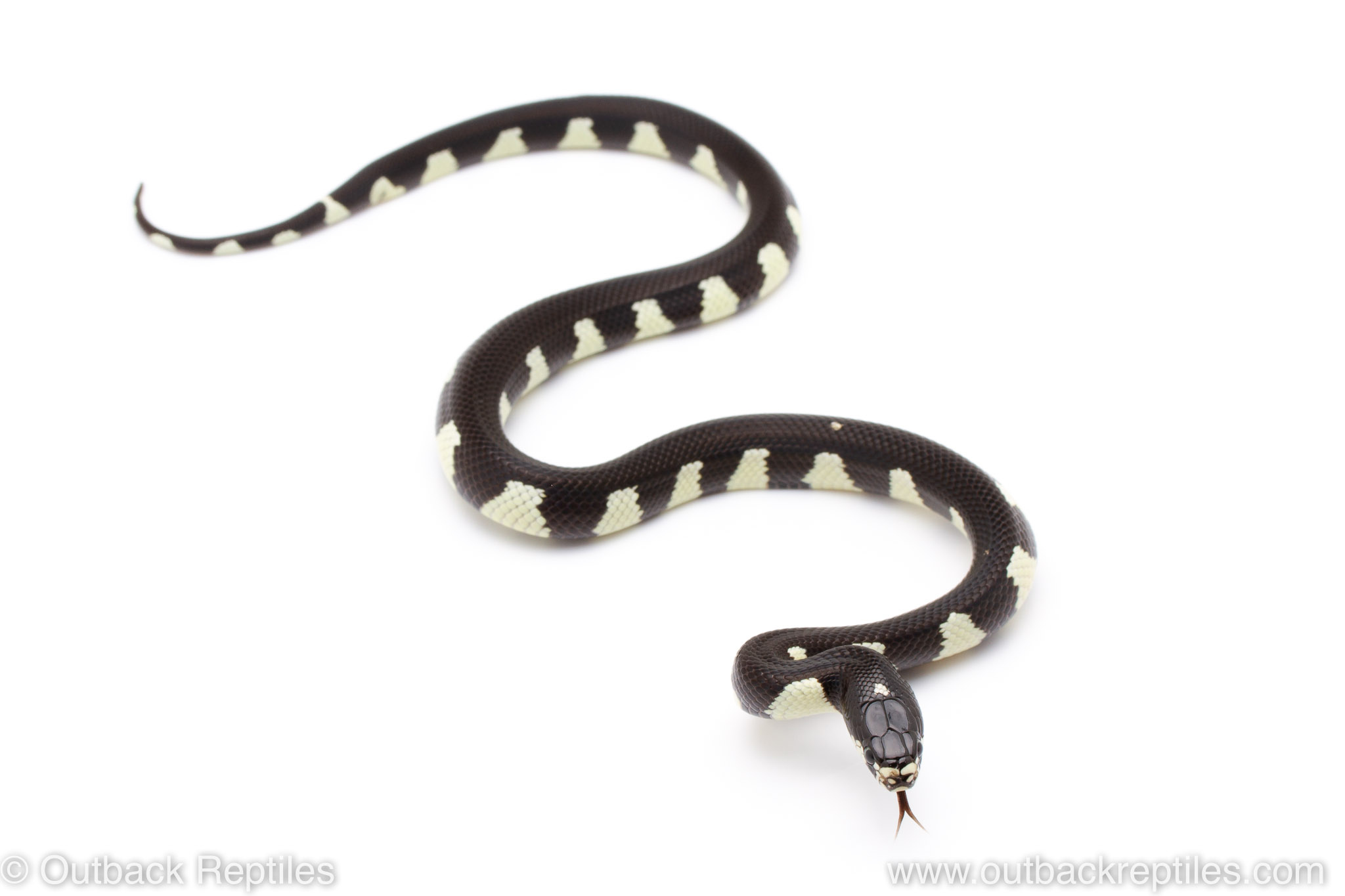 california-kingsnake-5-outback-reptiles