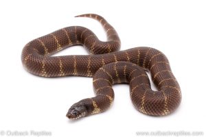 California Kingsnake for sale