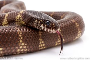 California Kingsnake for sale