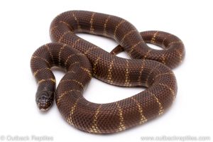 California Kingsnake for sale