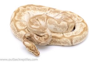 cinnamon lesser spider adult breeder ball python for sale