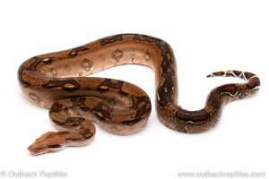 COlombian redtail boa for sale