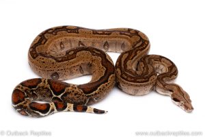 COlombian redtail boa for sale