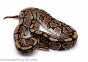 DH g-stripe axanthic ball python for sale
