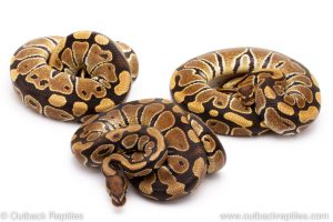 Ball pythons for sale