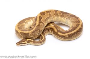 Enchi Leopard Lesser adult breeder ball python for sale