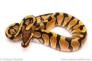 enchi dh ghost clown ball python for sale
