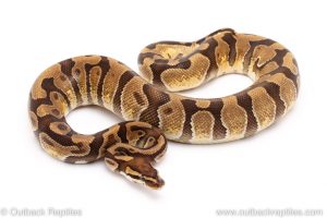 enchi het clown ball pythons for sale