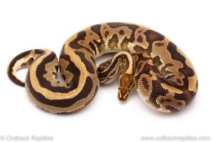 Fire Leopard het Pied ball pythons for sale