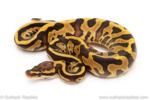 fire leopard ball python for sale