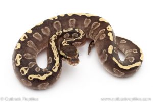 ghi mojave ball python for sale