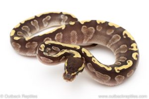GHI Mojave Male ball python for sale