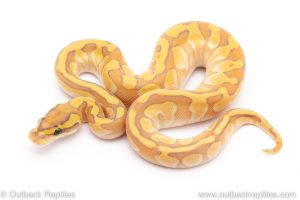 GHost enchi butter ball python for sale