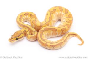 GHost enchi butter ball python for sale