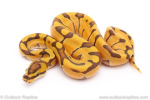 Ghost super enchi ball python for sale