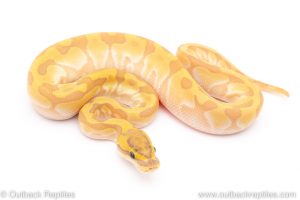ghost butter super enchi ball python for sale