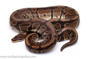 het clown adult breeder ball python for sale