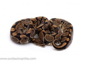 het ghost ball python for sale