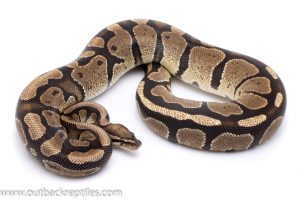 het pied ball python for sale