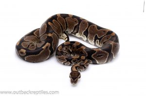 het pied ball python for sale